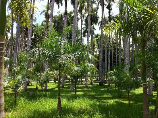 Garden of Palms